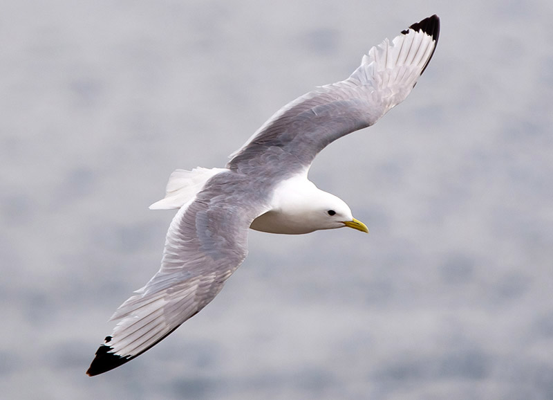 Kittiwake by Romano da Costa