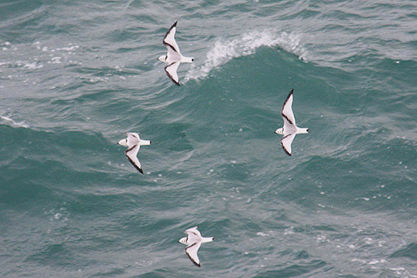 Kittiwakes by Mick Dryden