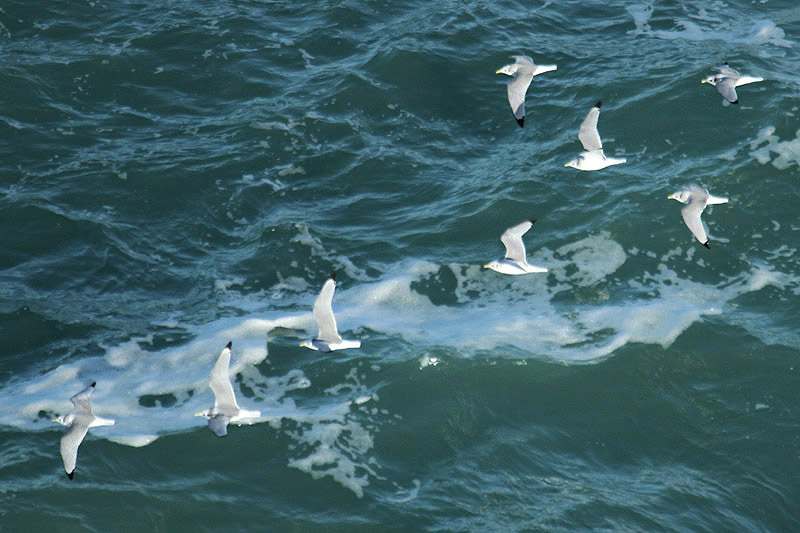 Kittiwakes by Mick Dryden