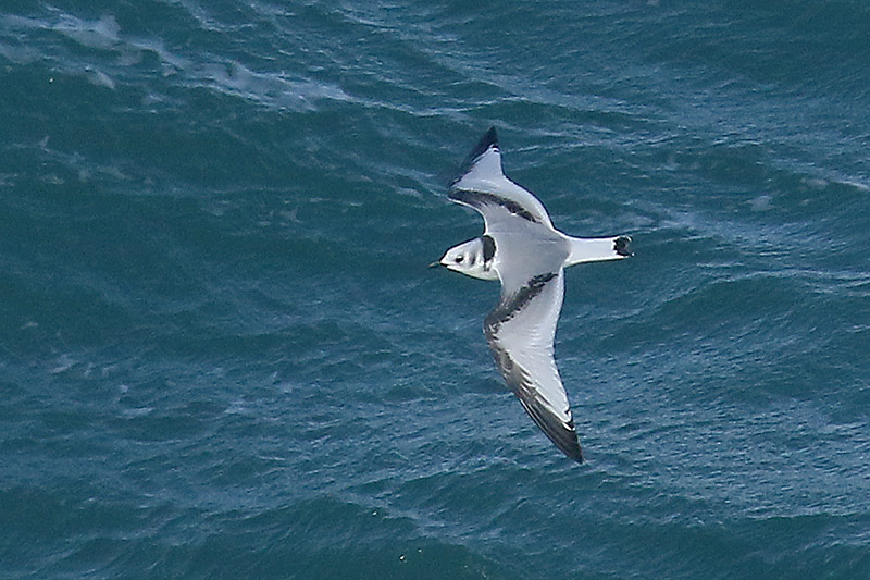 Kittiwake by Mick Dryden
