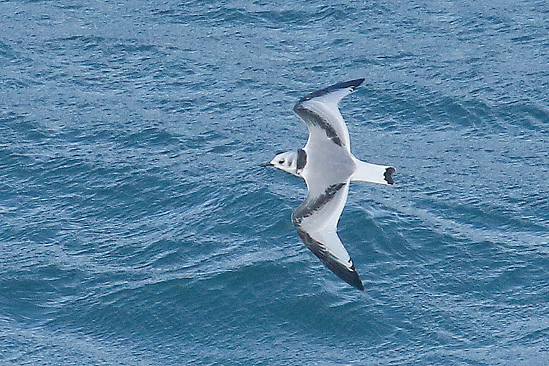 Kittiwake by Mick Dryden