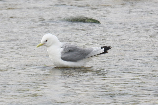 Kittiwake by Mick Dryden