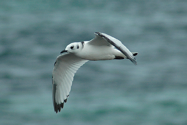 Kittiwake by Romano da Costa