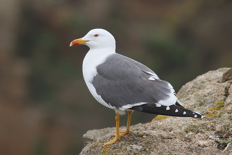 Lesser Black backed Gull by Mick Dryden