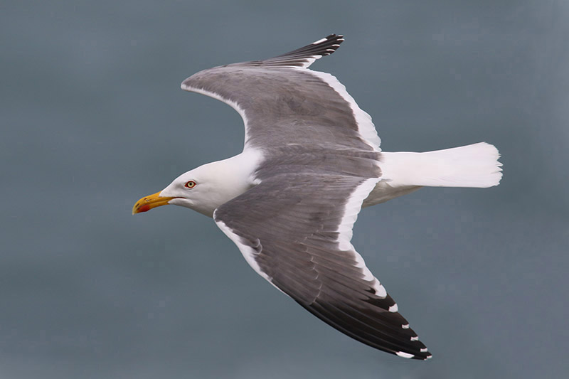 Lesser Black-backed Gull by Mick Dryden