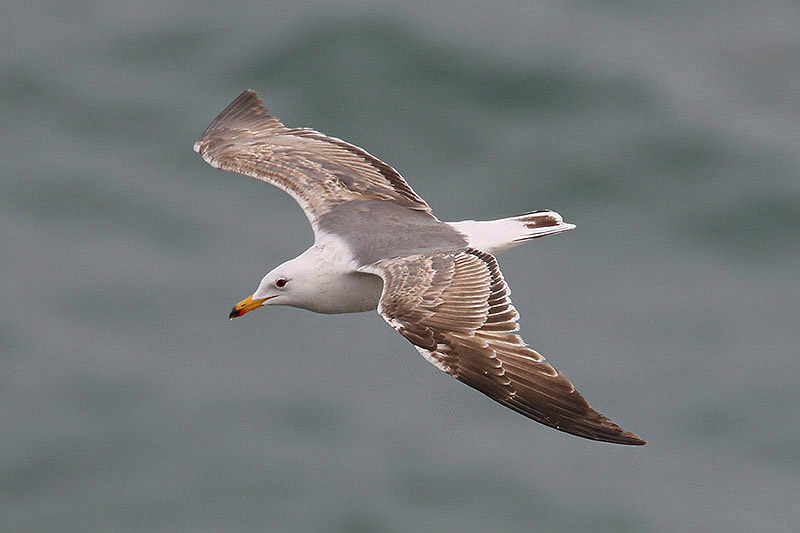 Lesser Black-backed Gull by Mick Dryden