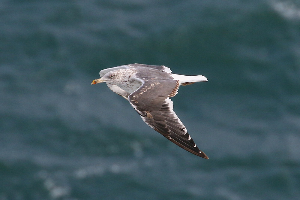 Lesser Black-backed Gull by Mick Dryden