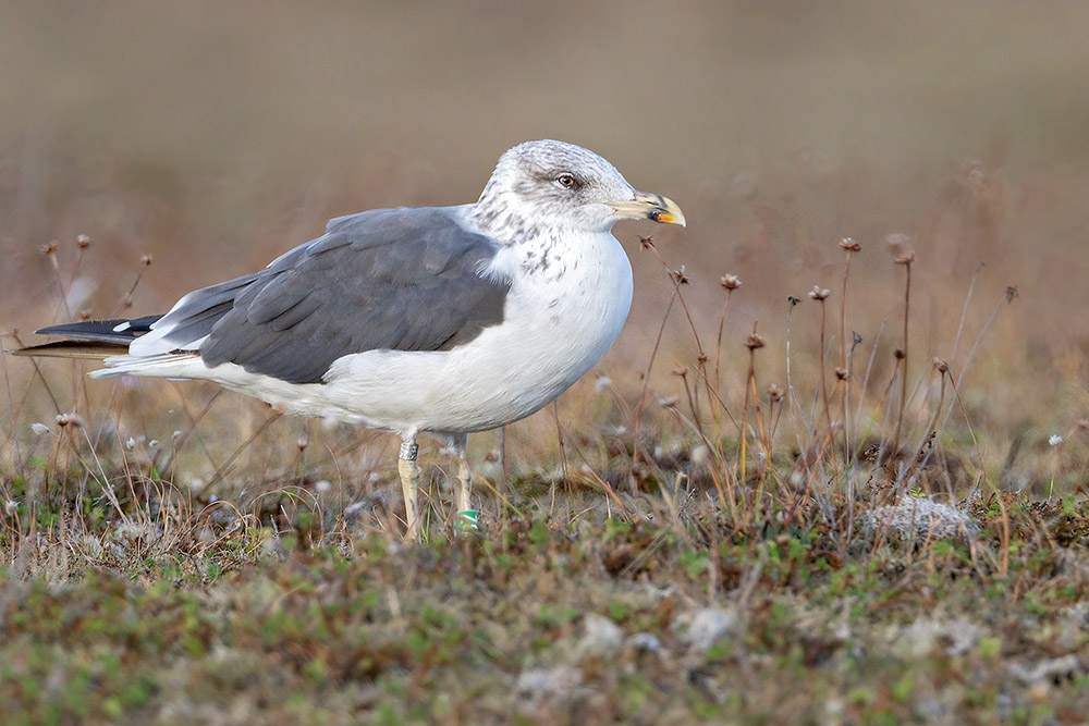 Lesser Black backed Gull by Romano da Costa