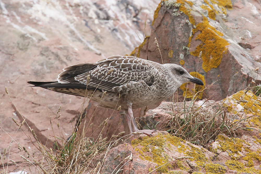 Lesser Black-backed Gull by Mick Dryden