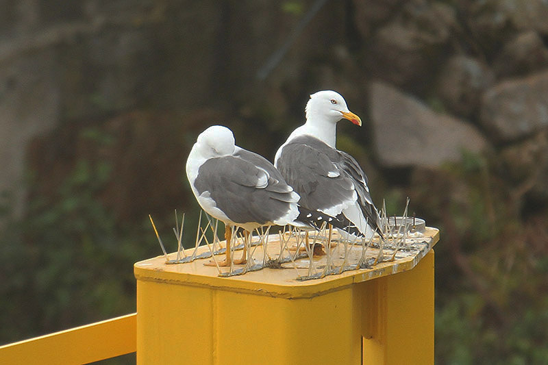 Lesser Black-backed Gulls by Mick Dryden