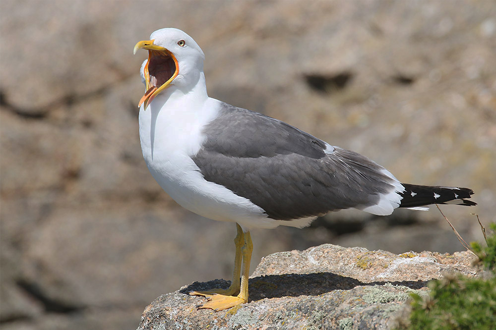 Lesser Black-backed Gull by Mick Dryden