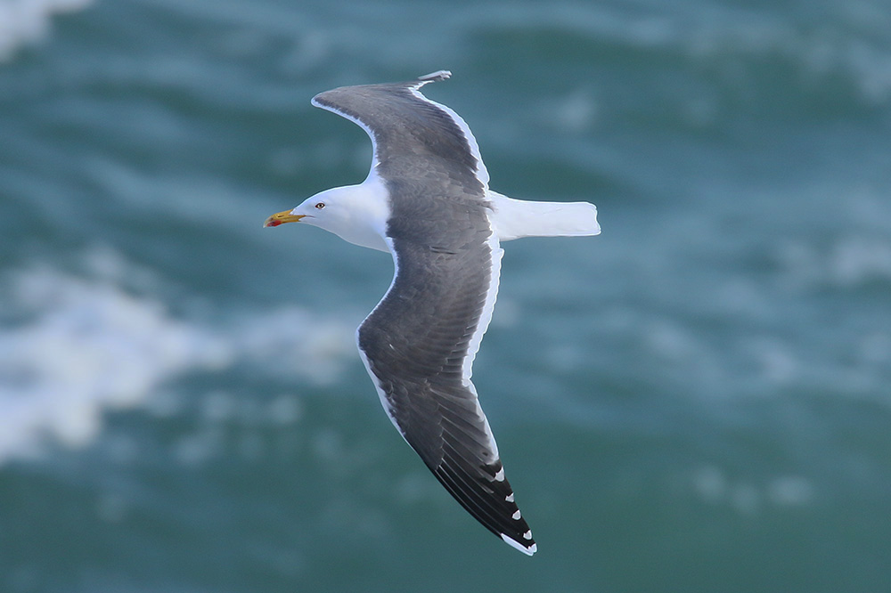 Lesser Black-backed Gull by Mick Dryden