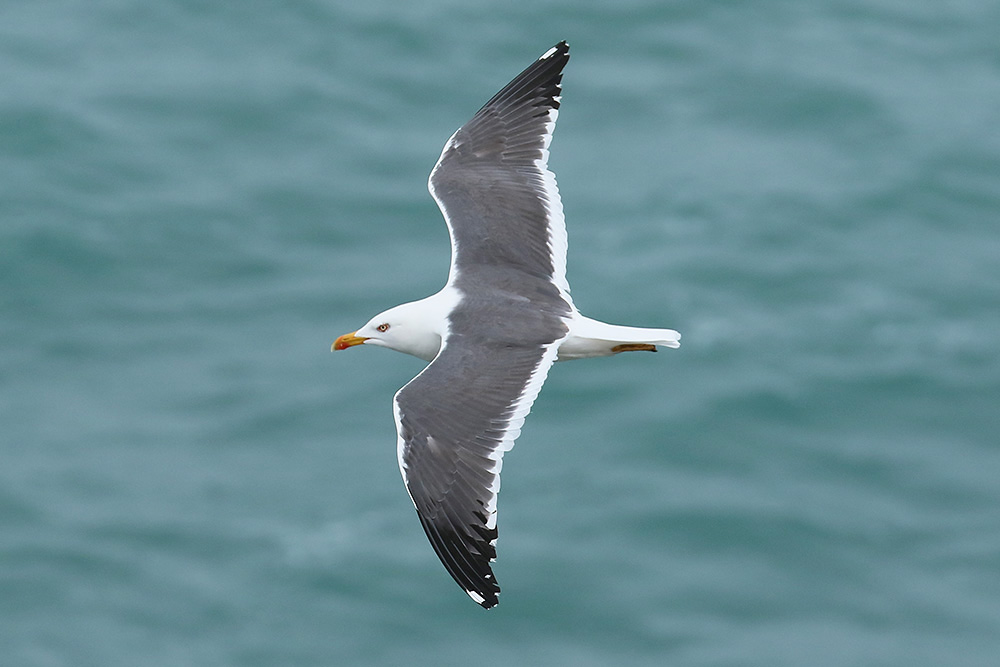 Lesser Black-backed Gull by Mick Dryden