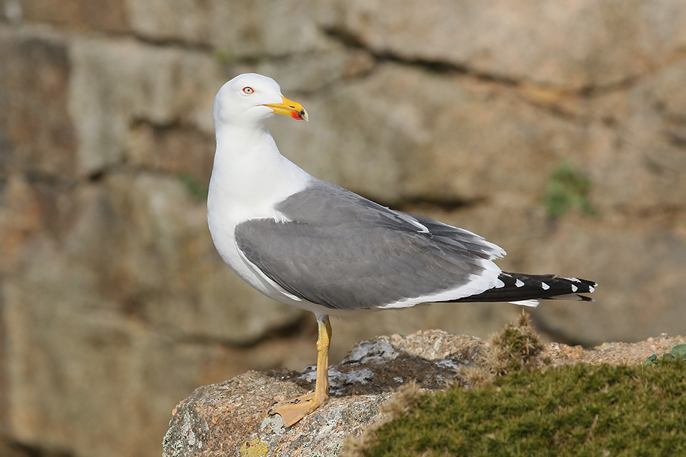 Lesser Black-backed Gull by Mick Dryden