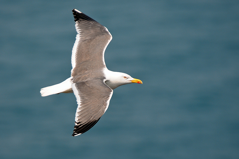 Lesser Black-backed Gull by Romano da Costa