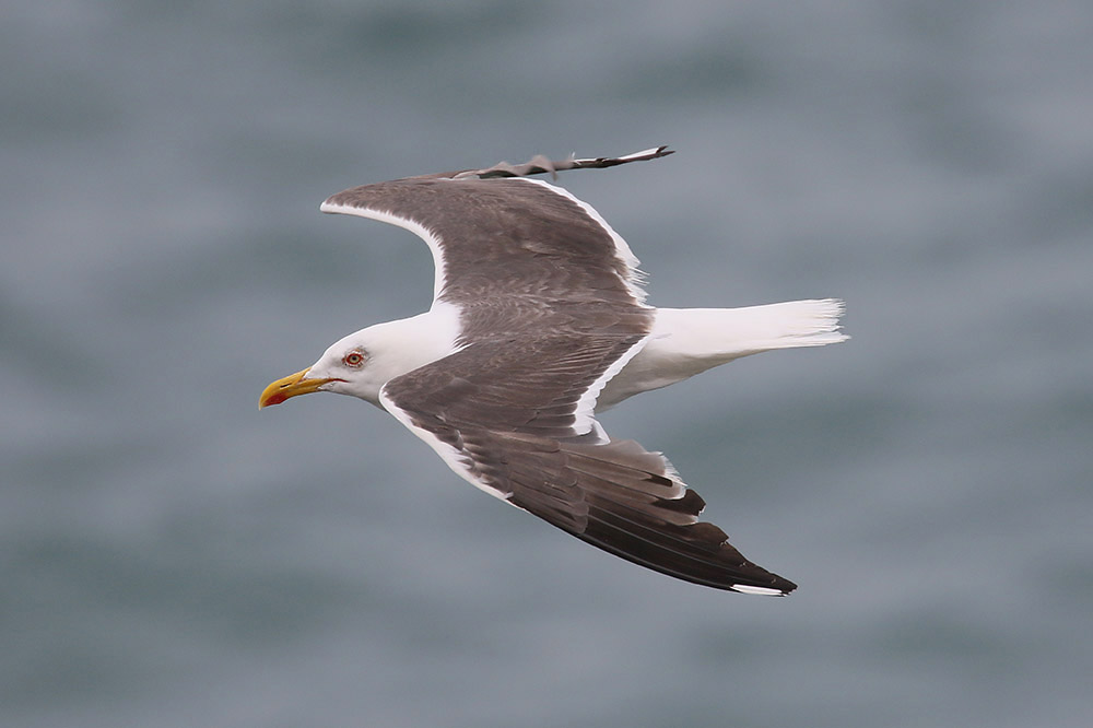 Lesser Black-backed Gull by Mick Dryden