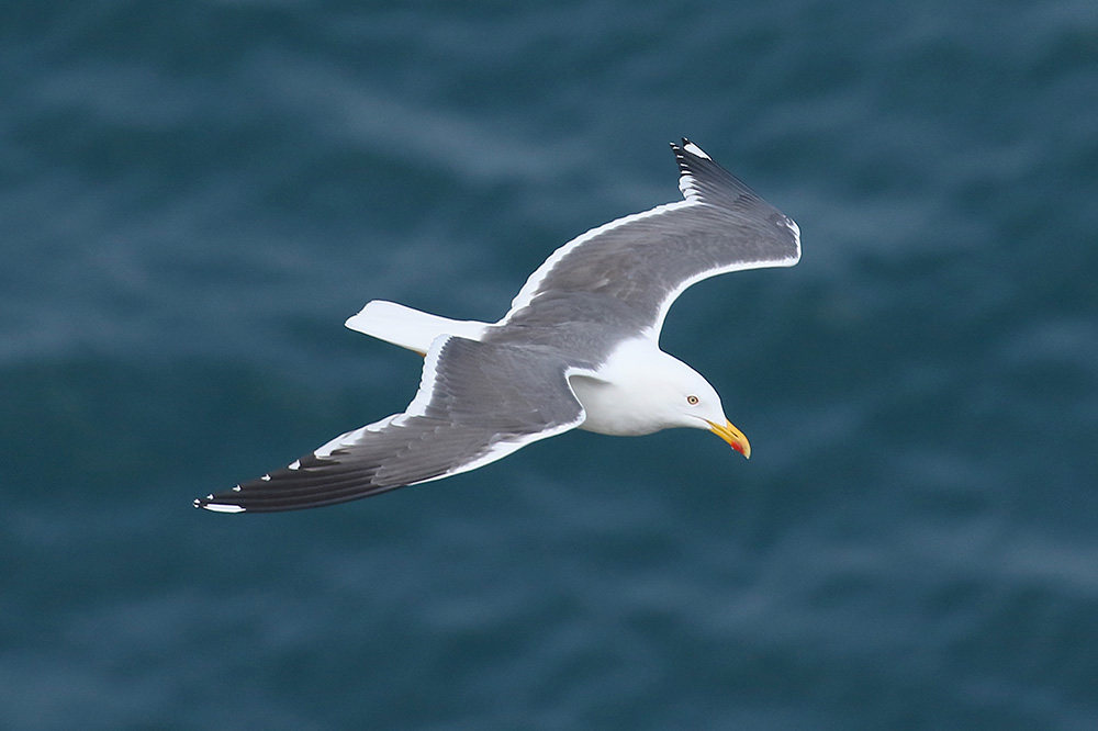 Lesser Black-backed Gull by Mick Dryden