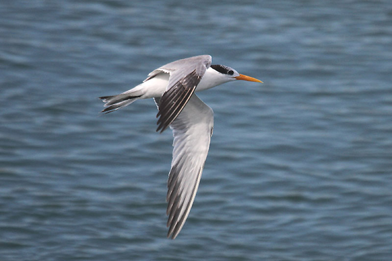 Lesser Crested Tern by Mick Dryden