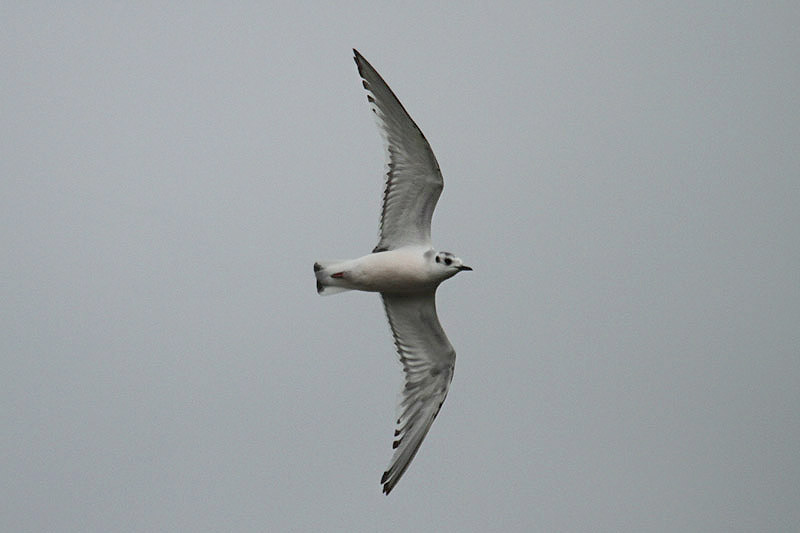 Little Gull by Mick Dryden