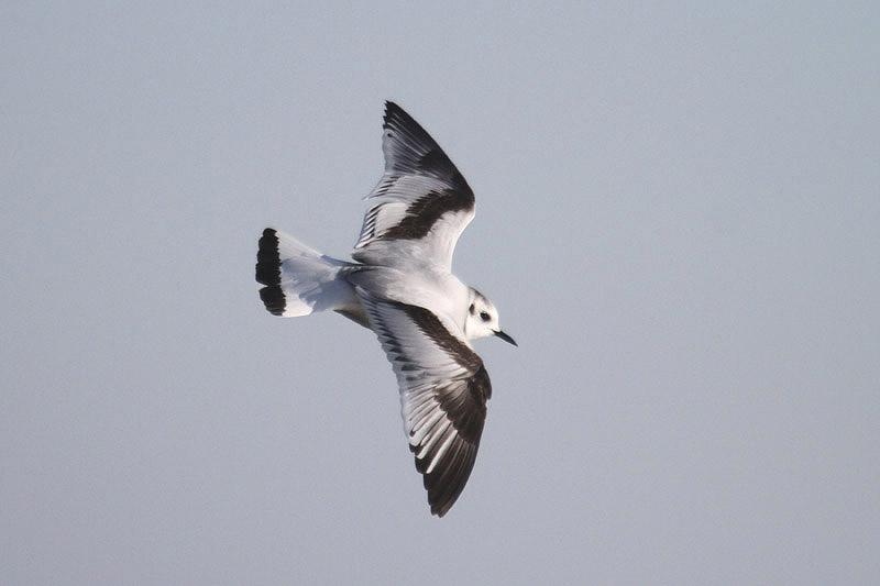 Little Gull by Mick Dryden