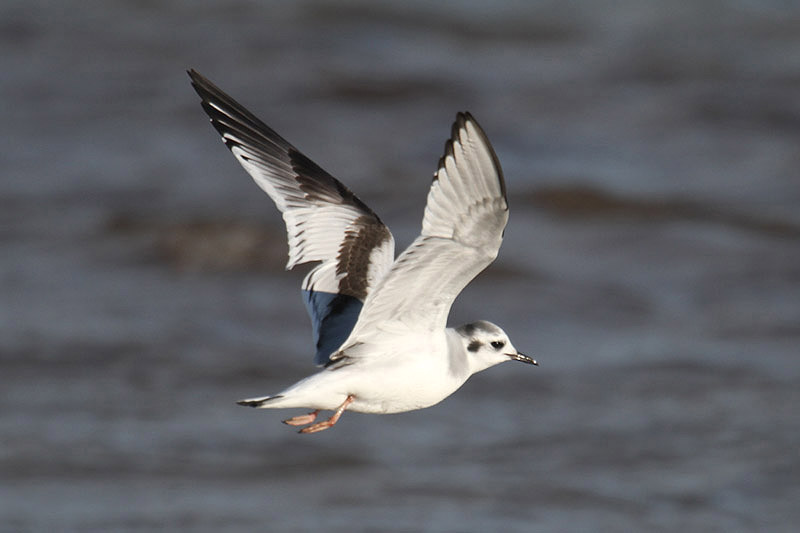 Little Gull by Mick Dryden