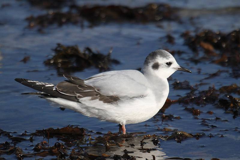 Little Gull by Mick Dryden