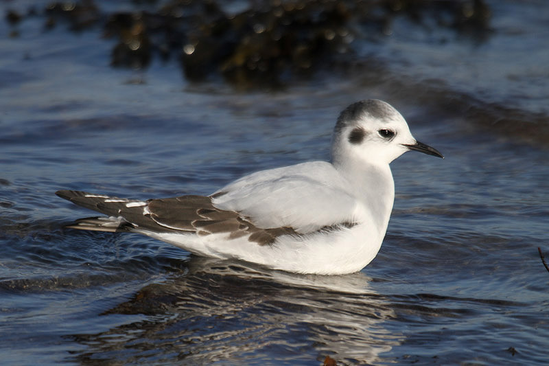 Little Gull by Mick Dryden