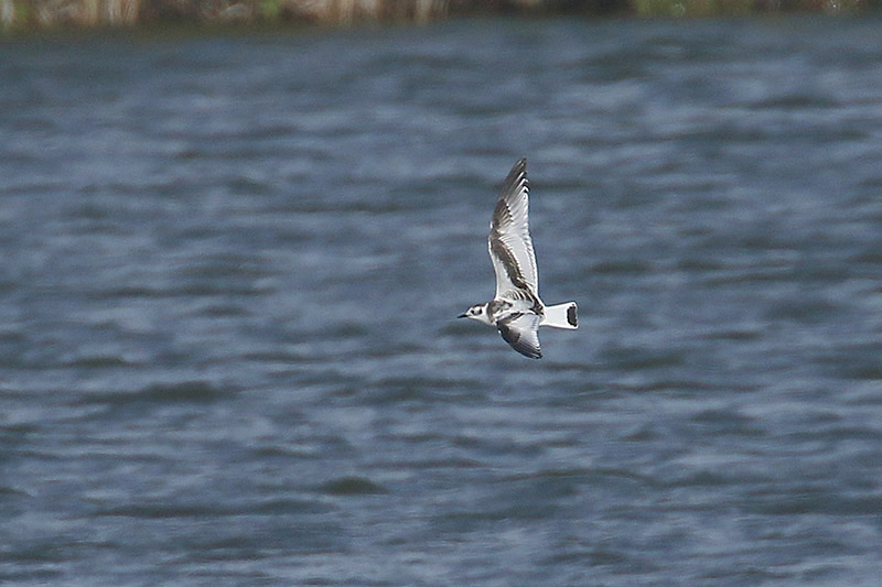 Little Gull by Mick Dryden