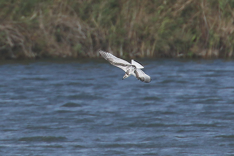 Little Gull by Mick Dryden