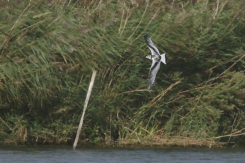 Little Gull by Mick Dryden