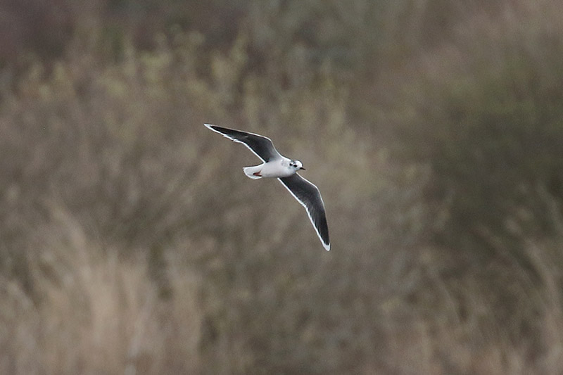 Little Gull by Mick Dryden