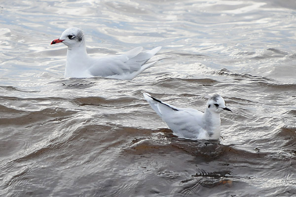 Little Gull by Romano da Costa