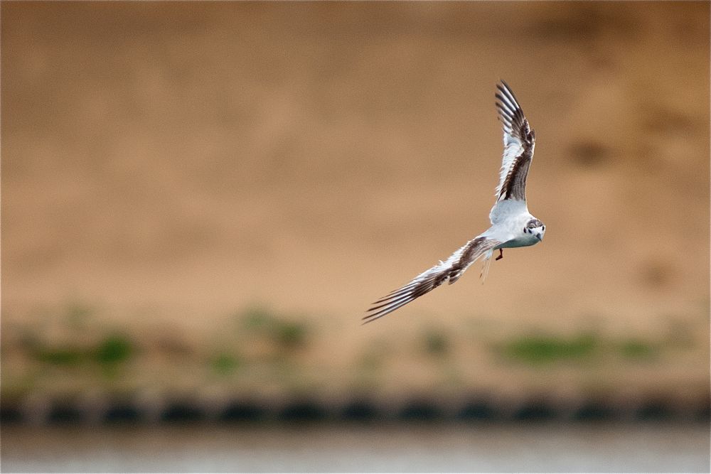 Little Gull by Romano da Costa