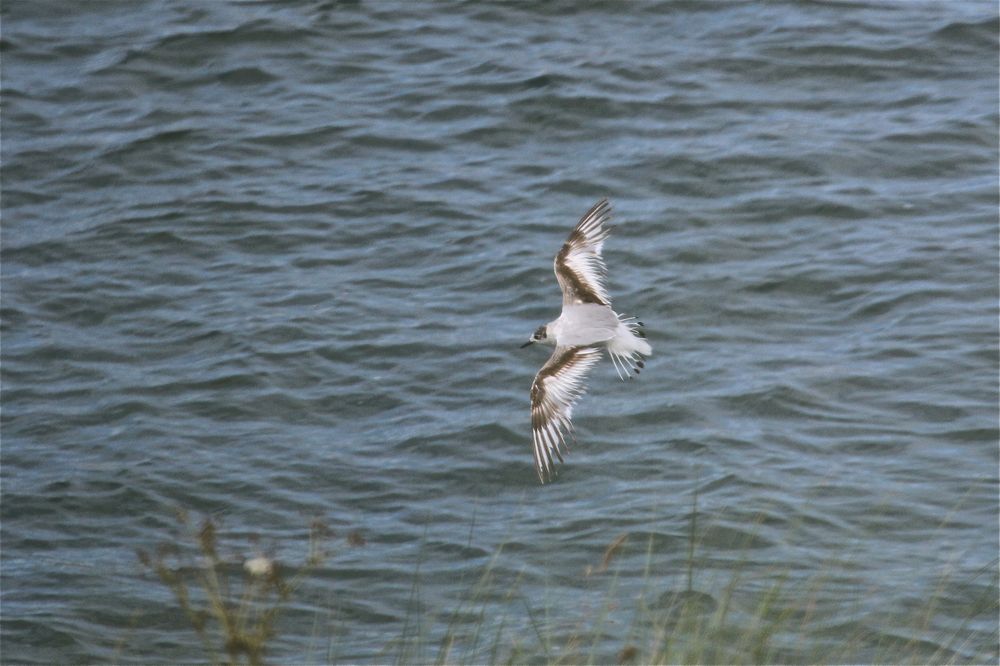 Little Gull by Tony Paintin