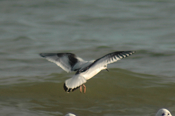 Little Gull by Romano da Costa
