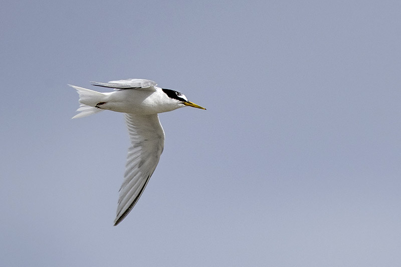 Little Tern by Romano da Costa