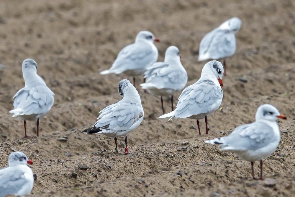 Mediterranean Gulls by Romano da Costa