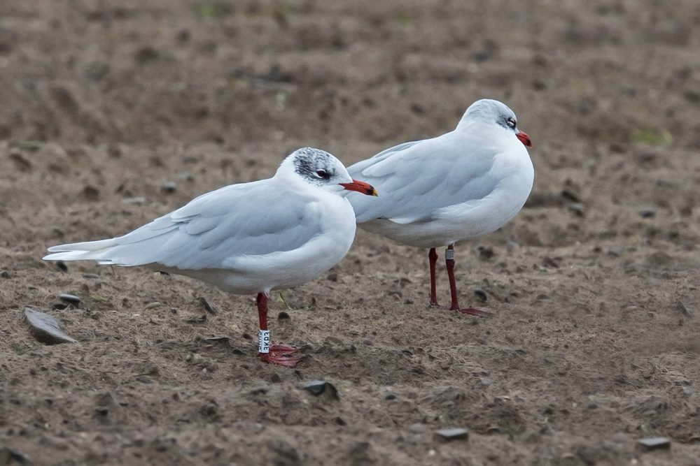 Mediterranean Gull by Romano da Costa