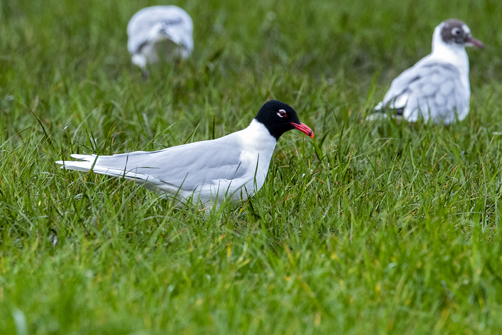 Mediterranean Gull by Romano da Costa