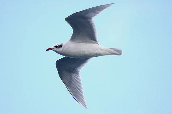 Mediterranean Gull by Mick Dryden