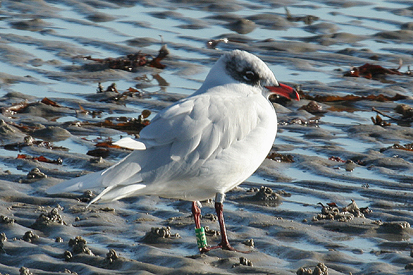 Mediterranean Gull by Mick Dryden