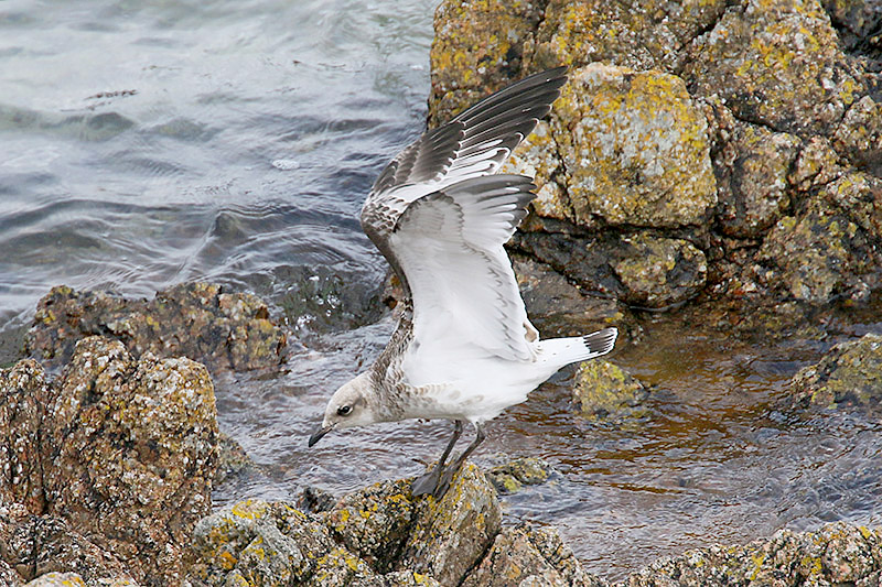 Mediterranean Gull by Mick Dryden