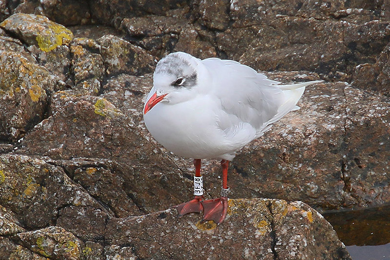 Mediterranean Gull by Mick Dryden