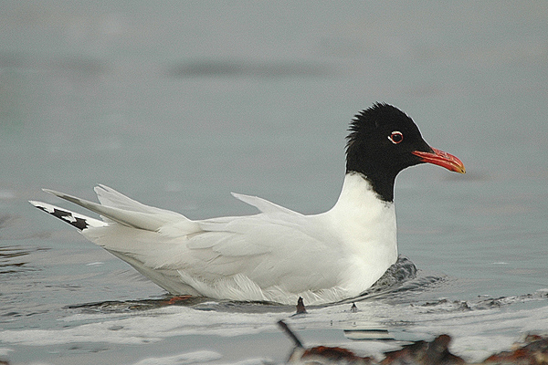 Mediterranean Gull by Romano da Costa