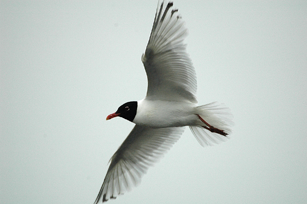 Mediterranean Gull by Romano da Costa