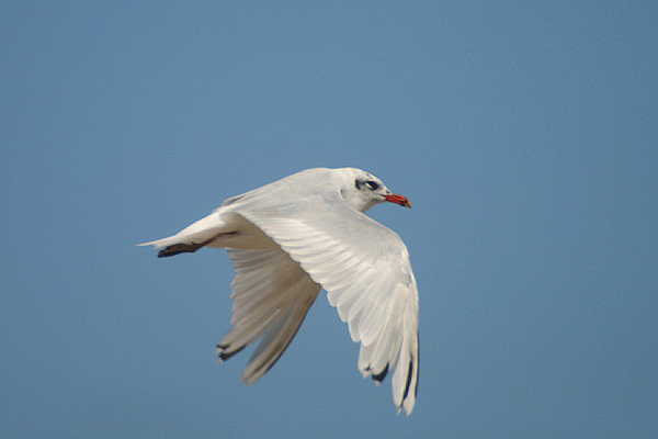 Mediterranean Gull by Mick Dryden