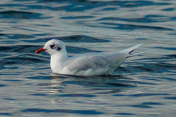 Mediterranean Gull by Romano da Costa