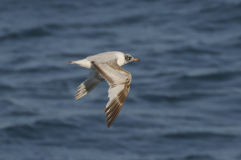 Mediterranean Gull by Mick Dryden