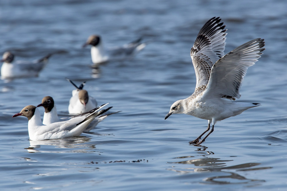 Mediterranean Gull by Romano da Costa