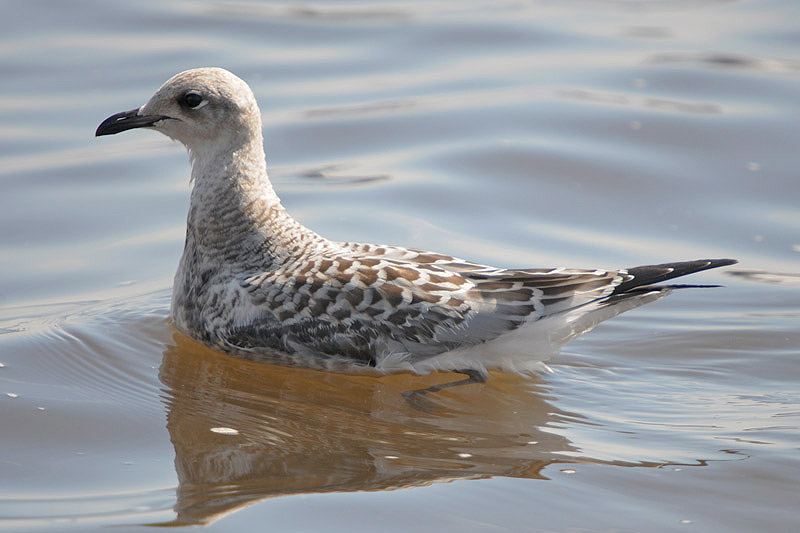 Mediterranean Gull by Romano da Costa